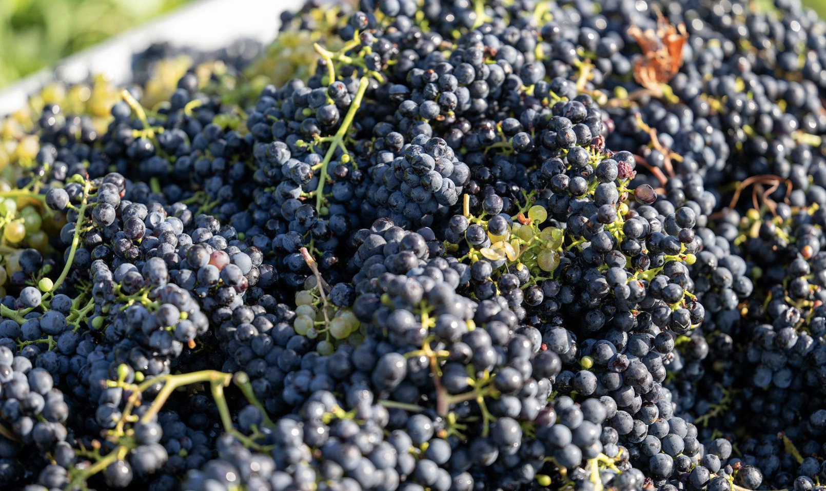Il vino dell'Alto Adige nel 2026 — perché questa piccola regione è diventata uno dei riferimenti mondiali della viticoltura di qualità